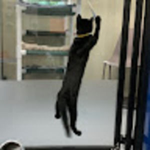 Meet your Posher, Edda